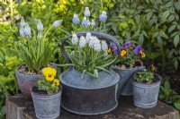 Antique copper kettle planted with white grape hyacinths, Muscari  armeniacum 'Siberian Tiger'. Behind: pots of Muscari armeniacum 'Peppermint' and 'Mountain Lady', and violas.