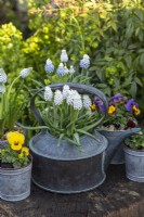 Antique copper kettle planted with white grape hyacinths, Muscari  armeniacum 'Siberian Tiger', beside pots of violas.