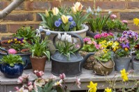 An early spring display, at the front an antique copper kettle planted with white Muscari armeniacum 'Siberian Tiger', amidst hellebores and pots of primulas, violas, grape hyacinths and dwarf tulips.