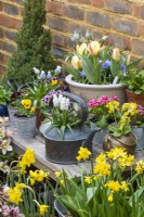 Surrounded by beds of hellebores and daffodils, a table with an early spring container display of grape hyacinths, primulas, violas and dwarf tulips.