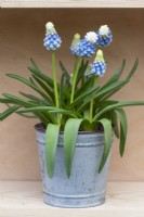 Muscari armeniacum 'Mountain Lady', a white-tipped blue grape hyacinth flowering in early spring.