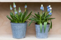 Left to right: Muscari armeniacum 'Peppermint' and Muscari armeniacum 'Mountain Lady', grape hyacinths flowering in early spring.