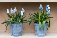 Left to right: Muscari armeniacum 'Siberian Tiger' and Muscari armeniacum 'Mountain Lady', grape hyacinths flowering in early spring.