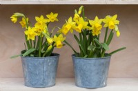 Two pots of Narcissus 'Tete-a-Tete', dwarf daffodils flowering from late winter.