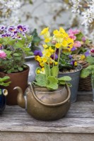 Primula veris, cowslip, planted in an antique brass kettle. Behind primulas and violas.