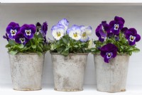 Two pots of Viola Sorbet 'Blackberry Cream', either side of Viola Sorbet 'Blueberry Cream, winter and spring-flowering violas, Viola wittrockiana.