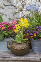 Primula veris, cowslip, planted in an antique brass kettle. Behind, primulas, violas and grape hyacinths.