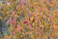 Stewartia Sinensis, Chinese Stewartia, autumn foliage and fruits. Autumn, November