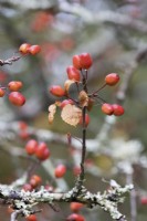 Autumn berries of Malus Indian Magic. Close up. Autumn, November