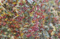Autumn foliage and berries, Sorbus folgneri Emiel. Autumn, November