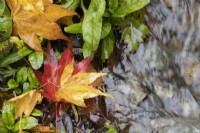 Brightly coloured, contrasting red and yellow Acer palmatum leaves cover the ground while a tiny stream runs through the leaves. Close up. Autumn, November