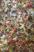 Autumn foliage and berries, Sorbus folgneri Emiel. Close up. Autumn, November