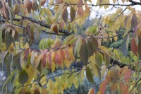 Prunus Taihaku autumn foliage. Close up. Autumn, November