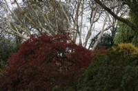 Acers with autumn foliage and colour in the foreground with the distinctive trunks of Betula ermanii 'Grayswood Hill' in the background.  Autumn, November