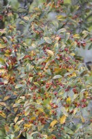 Autumn foliage and berries, Sorbus folgneri Emiel. Autumn, November