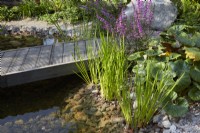 RHS Resilient Garden. Reclaimed timber boardwalk above clear rockpool. Marginal planting with Lythrum virgatum 'Dropmore' in flower. Summer.
