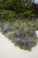 Designer: Carol Klein. Colour themed border of Salvia 'Caradonna', Eryngium, Perovskia atriplicifolia 'Blue Spire', Verbena 'Banariensis' and ornamental grasses. Summer.