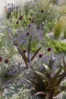 RHS Iconic Horticultural Hero Garden. Designer: Carol Klein. RHS Hampton Court Palace Garden Festival 2023. Dry garden planting with Allium sphaerocephalon and salvias. Summer.