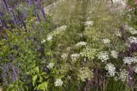 RHS Iconic Horticultural Hero Garden. Designer: Carol Klein. RHS Hampton Court Palace Garden Festival 2023. Deschampsia cespitosa 'Goldschleier', Agastache 'Black Adder' and Cenolophium denudatum - Baltic parsley - Summer.