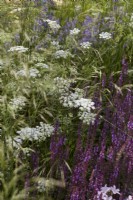 RHS Iconic Horticultural Hero Garden. Designer: Carol Klein. RHS Hampton Court Palace Garden Festival 2023. Cenolophium denudatum - Baltic parsley with Salvia 'Caradonna' in summer border.