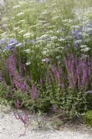 Designer: Carol Klein. Delicate summer border with Deschampsia cespitosa 'Goldschleier', Salvia nemorosa 'Amethyst' and Baltic parsley -Cenolophium denudatum - in summer.