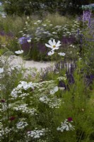 RHS Iconic Horticultural Hero Garden. Designer: Carol Klein. RHS Hampton Court Palace Garden Festival 2023. Borders with Cosmos and Cenolophium denudatum - Baltic parsley -. Summer.
