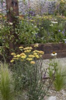 Nurturing Nature in the City. Designers: Caroline and Peter Clayton. Echinacea 'White Swan', Achillea millefolium 'Terracotta' and Salvia 'Amistad' in dry gravel garden. Summer.