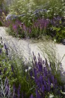 Designer: Carol Klein. Summer borders with Salvia nemorosa 'Amethyst', Salvia 'Caradonna', Perovskia 'Blue Spire' and Cenolophium denudatum - Baltic parsley -.