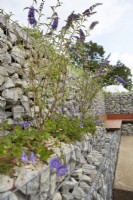 Nurturing Nature in the City. Designers: Caroline and Peter Clayton. Wildlife-friendly sustainable garden space. Geranium 'Johnston Blue' and buddleja with seating built into gabions. Summer.