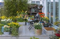 A composite raised deck beside the house, in spring with a mixture of containers planted with daffodils and tulips.