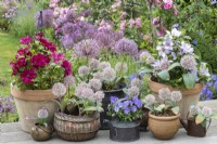 In early summer, assorted containers planted with Allium karataviense, Allium cristophii, violas and Clematis 'Tranquilite' (right) and Clematis 'Nubia' (left).