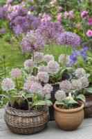In early summer, assorted containers planted with white Allium karataviense and purple Allium cristophii.