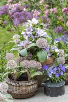 In early summer, a large terracotta pot planted with white Allium karataviense beneath Clematis 'Tranquilite'
