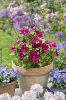 In early summer, a large terracotta pot planted with red Clematis 'Nubia', edged by pots of violas.