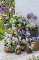 In early summer, assorted containers planted with Allium karataviense, Allium cristophii, violas and Clematis 'Tranquilite'.