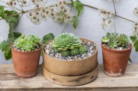 Pots of Sempervivum succulents, houseleeks. Left to right: S. ruthenicum, S. 'Limelight' (in vintage flour sieve) and S. 'Heigham Red'.