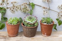 Pots of Sempervivum succulents, houseleeks. Left to right: S. ruthenicum, S. 'Sir William Lawrence' and S. 'Heigham Red'.