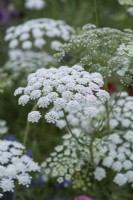 Ammi majus, false bishop's weed, an annual bearing cow parsley like umbels of fine, lacey white flowers.