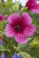 Lavatera trimestris, royal mallow, an upright annual with open funnel-shaped flowers in pink or white, some heavily veined