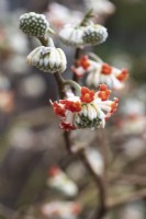 Edgeworthia chrysantha 'Red Dragon', paper bush, a winter-flowering deciduous shrub with small, fragrant orange flowers that appear before the leaves.