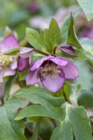 Helleborus x hybridus, a hybrid hellebore with single pink flowers with darker centres, flowering from February. Leathery foliage.