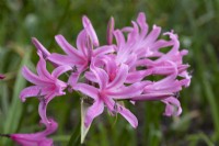 x Amarine tubergenii 'Anastasia', a nerine hybrid, a bulb with bring pink flowerheads on tall stiff stalks in autumn.