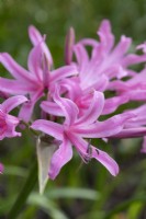 x Amarine tubergenii 'Anastasia', a nerine hybrid, a bulb with bring pink flowerheads on tall stiff stalks in autumn.