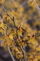 Hamamelis x intermedia 'Robert', witch hazel, a deciduous small tree with very fragrant, spidery, flaming flowers in winter.