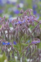 Borago officinalis, borage, a herb with hairy stems and blue star shaped flowers in summer.