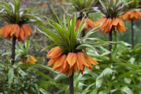 Fritillaria imperialis 'Sunset', imperial fritillary, a tall bulb with dramatic orange flowers flowering in April.