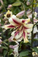 Lilium 'Nymph', a fragrant oriental lily with cream and pink flowers standing up to two metres tall.