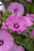 Lavatera trimestris, royal mallow, an upright annual with open funnel-shaped flowers in pink or white