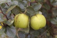 Quince 'Leskovaka' syn. Cydonia oblonga Leskovacz self fertile quince variety in October