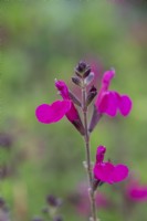 Salvia microphylla 'Cerro Potosi', or baby sage, is an evergreen shrub with aromatic leaves. It flowers in mid and late summer, bearing vivid magenta-pink flowers.